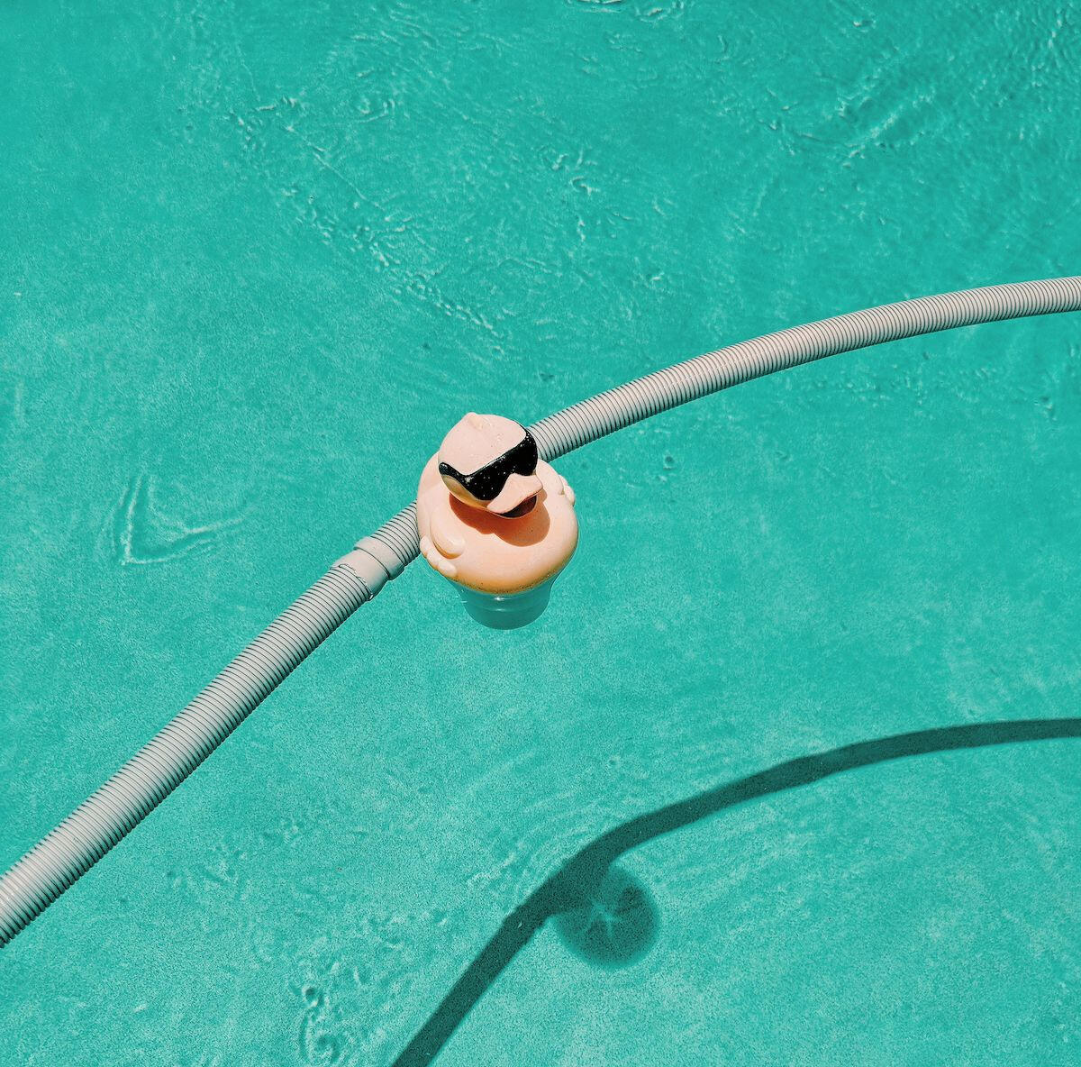 Duck floating in serviced pool.